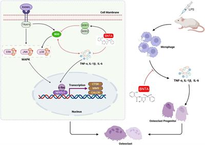 BNTA alleviates inflammatory osteolysis by the SOD mediated <mark class="highlighted">anti-oxidation</mark> and anti-inflammation effect on inhibiting osteoclastogenesis